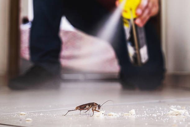 Best Best Pest Control Near Me  in Bridgeport, AL