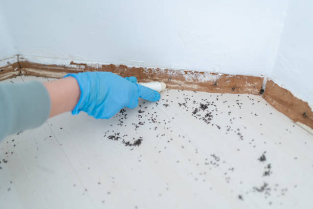 Best Best Pest Control Companies  in Bridgeport, AL